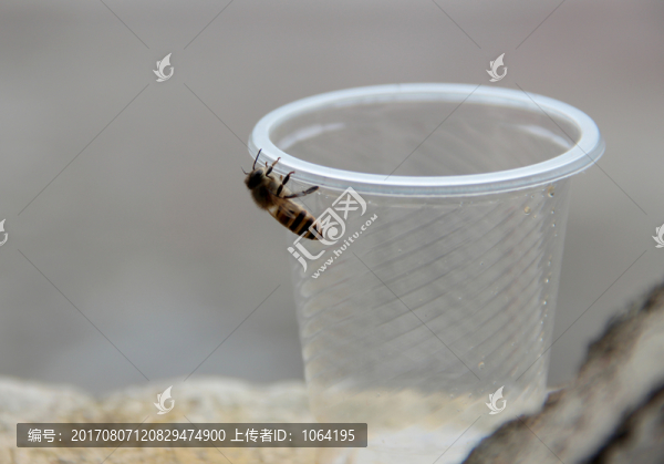 杯子上的蜜蜂