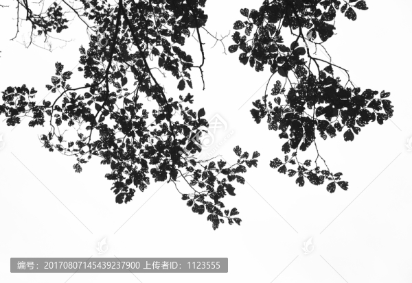 樹葉剪影