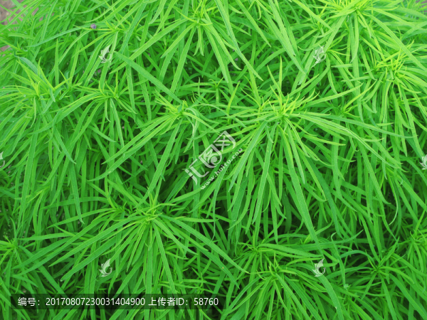 掃帚菜