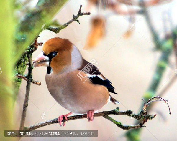 鳥