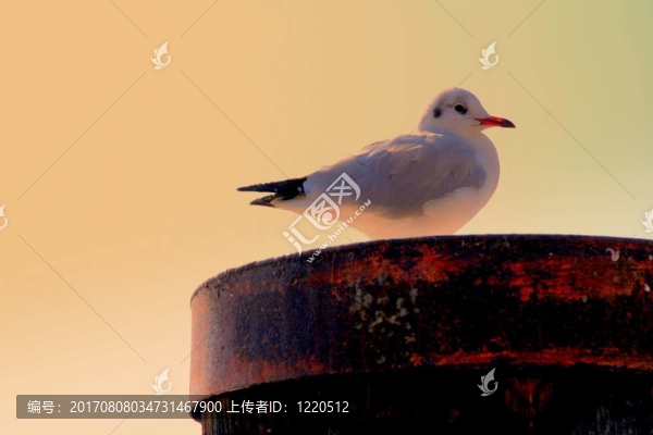 海鷗康斯坦茨湖