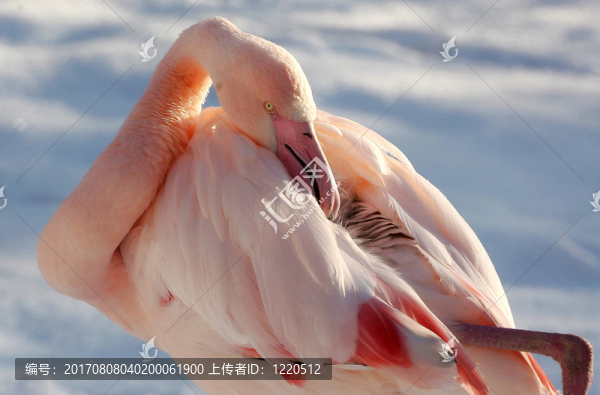 鳥