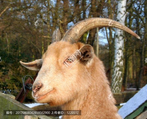 ziegenkopf