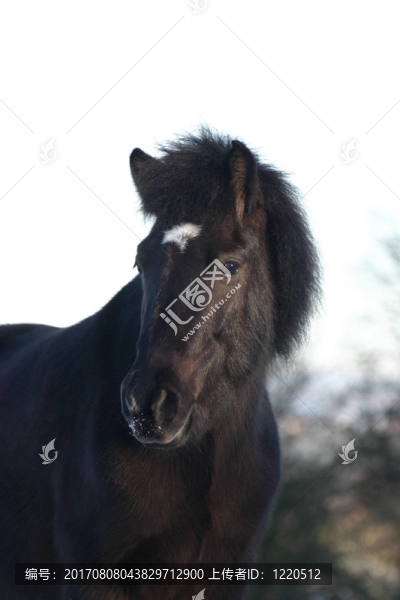 馬