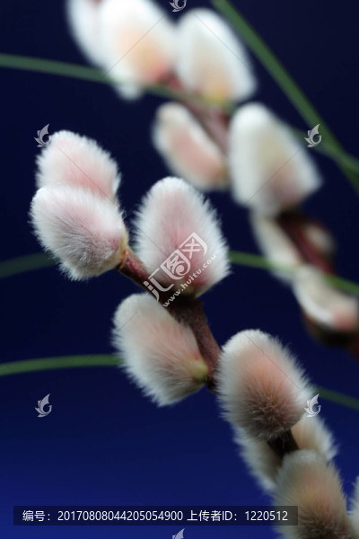 藍(lán)色的光芒