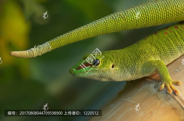 大衣