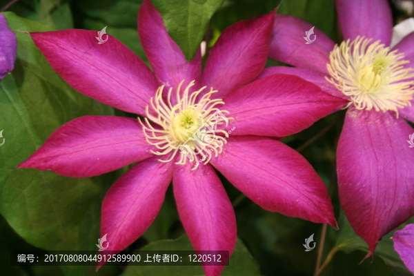 紅色的花
