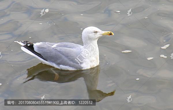 鳥