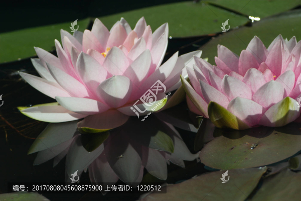 粉色的睡蓮