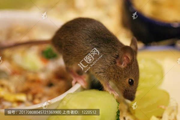 小老鼠