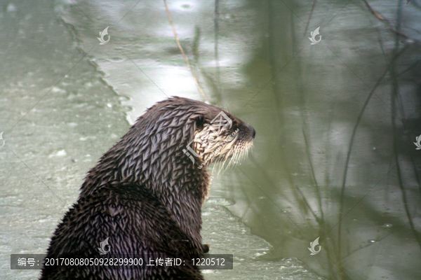冰上水獺3