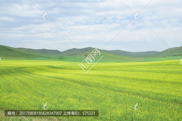 草原油菜花,高原風(fēng)光