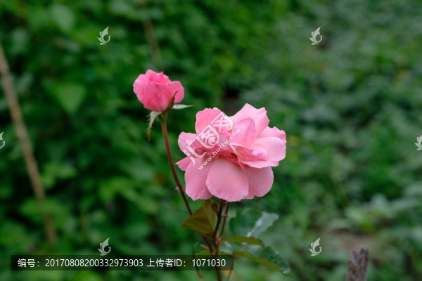玫瑰花