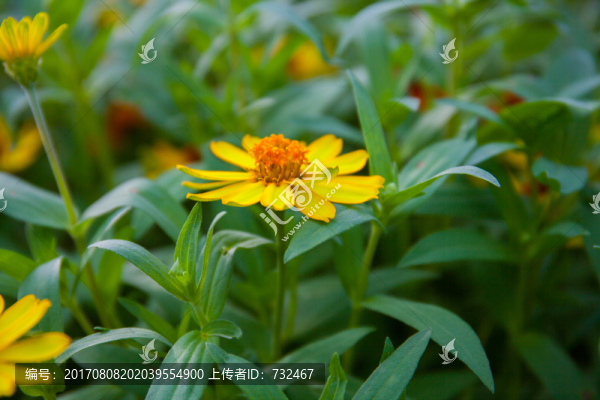百日草
