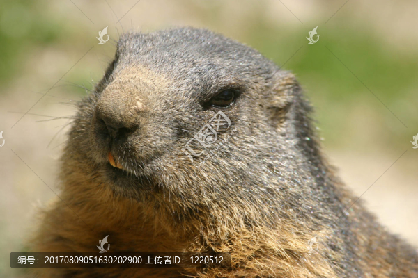 murmele