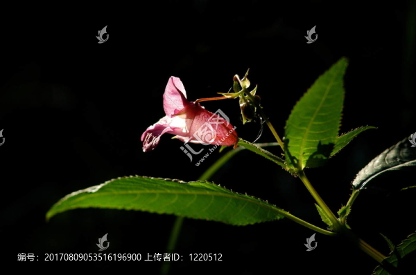 背光