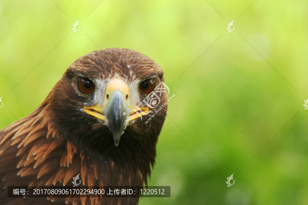 動物