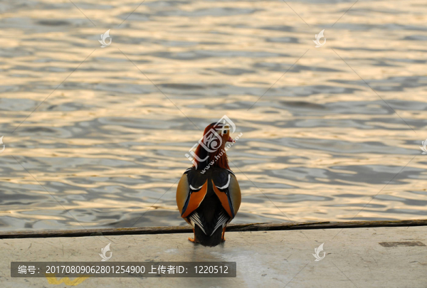 藍(lán)色的橋