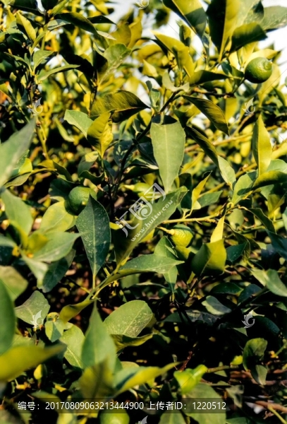 菩提樹