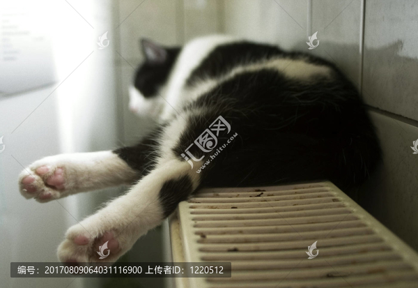 貓的生活…