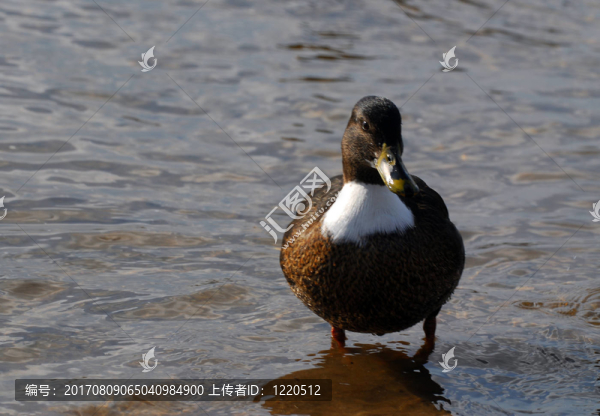 藍(lán)鳥