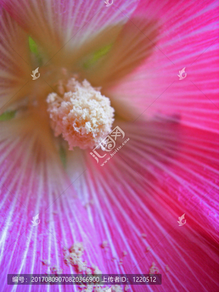 蜀葵Habito
