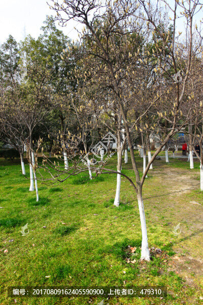 南京,總統(tǒng)府,樹木,園林,園藝