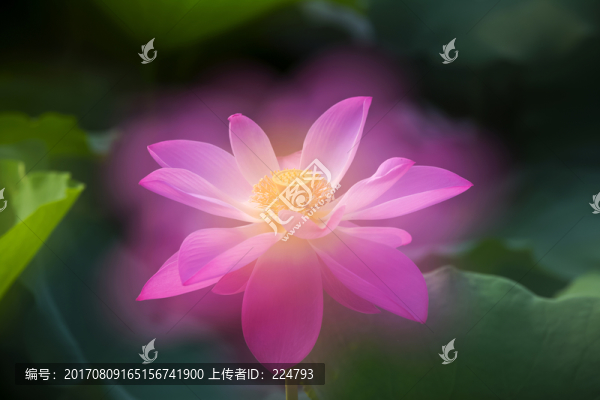 艷壓群芳