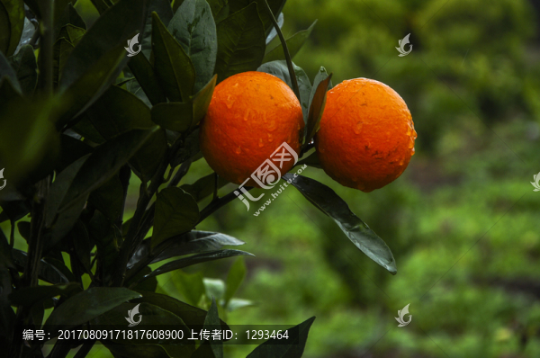 柑橘成熟