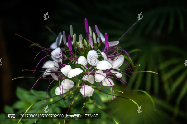 醉蝶花
