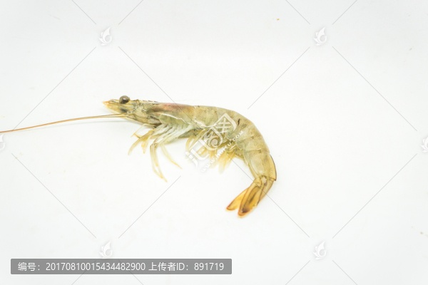 對(duì)蝦