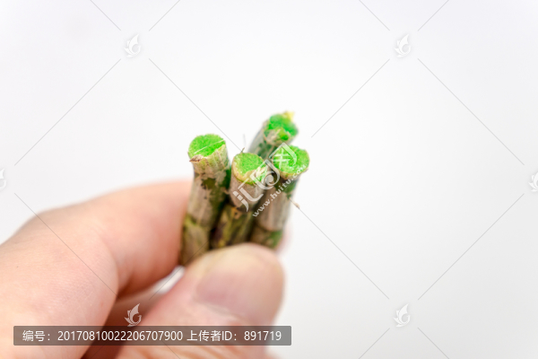 石斛鮮條