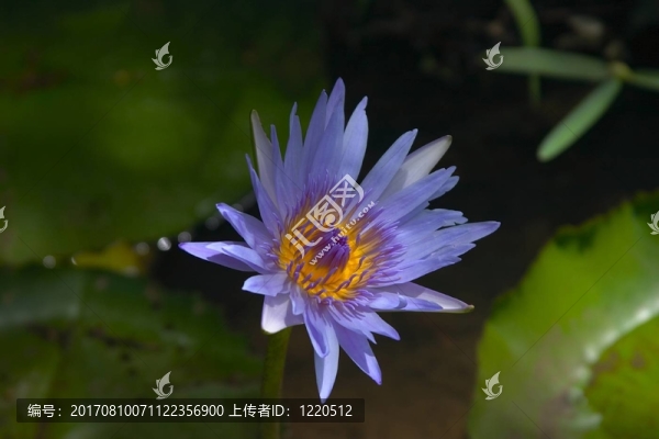 藍睡蓮