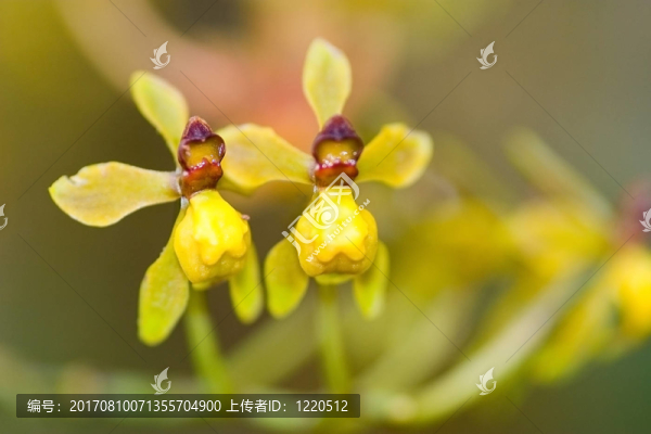 黃色的蘭花