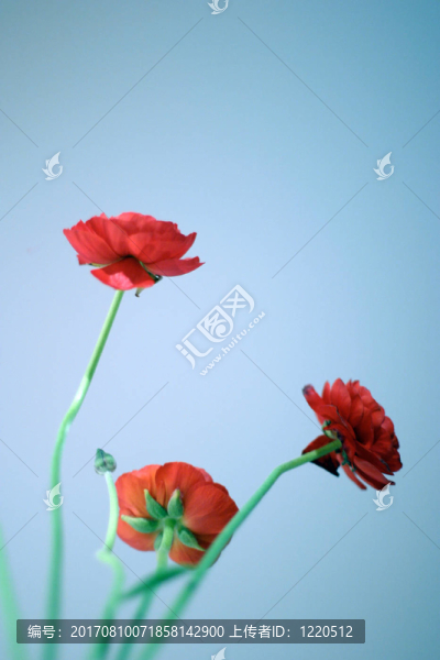 藍(lán)色的花