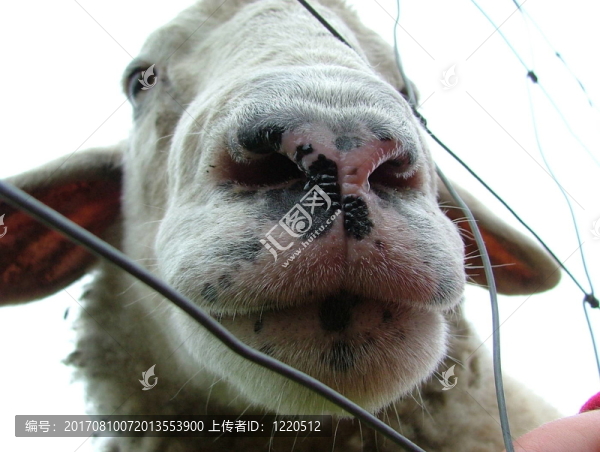 飼料