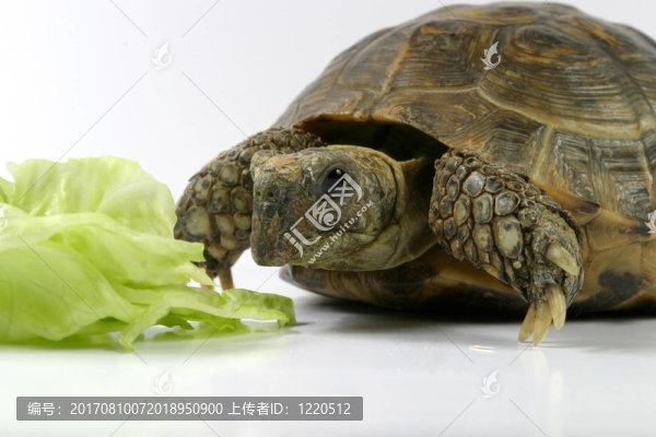 烏龜一