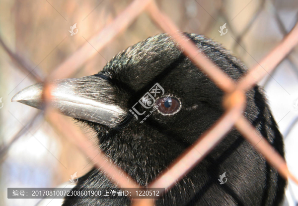 鳥(niǎo)