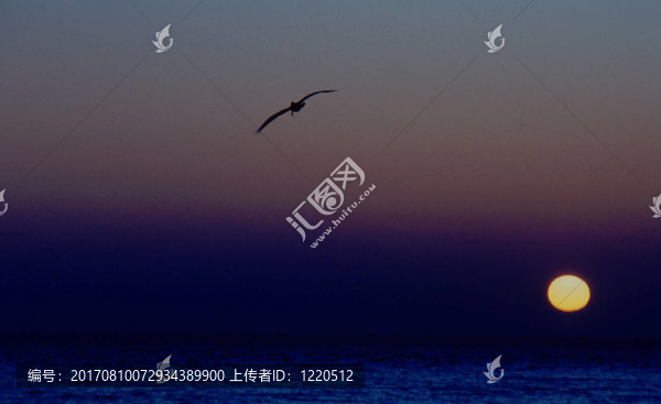 鵜鶘在日落