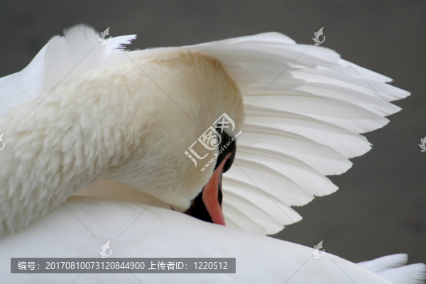 保護(hù)天鵝