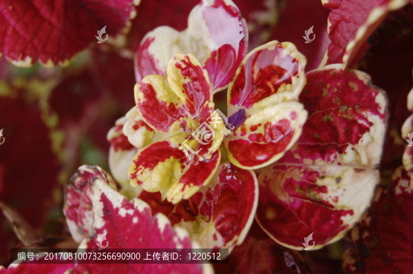 黃紅色的圖案