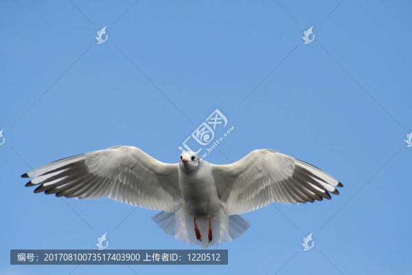 海鷗在飛行
