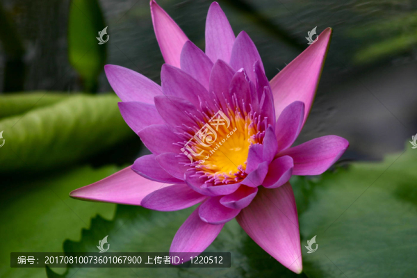 熱帶風(fēng)光1