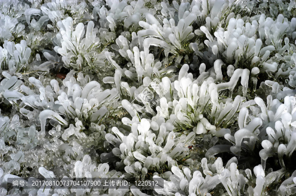 eisblumen