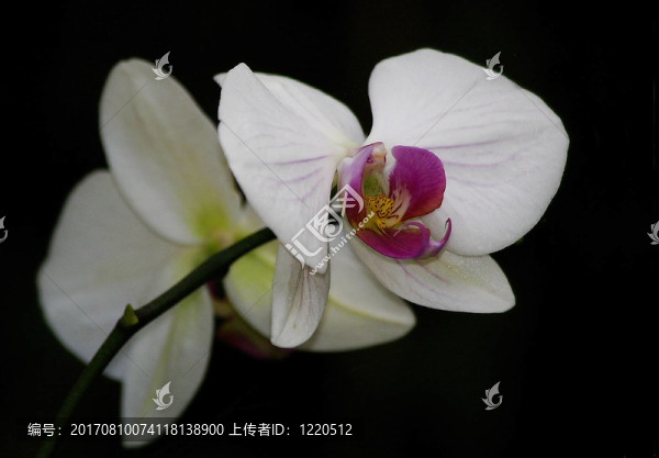 分支
