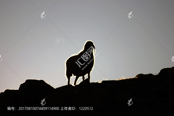 羊1
