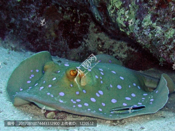 藍寶黃貂魚與瀨魚