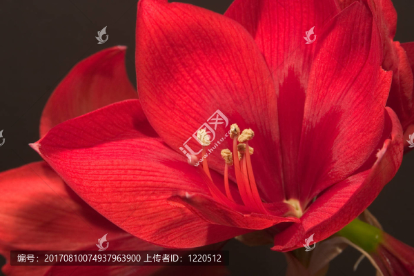 朱頂紅