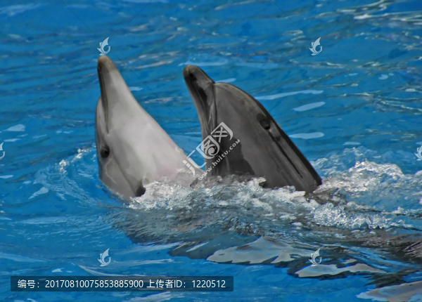 海豚