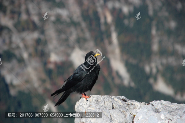 alpendohle